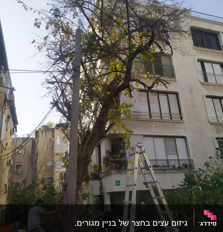 עץ גדול עם סולם ואנשים גוזמים ענפים